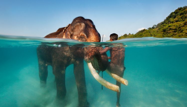 Swimming Elephants – Andaman – Most Beautiful Places Of India