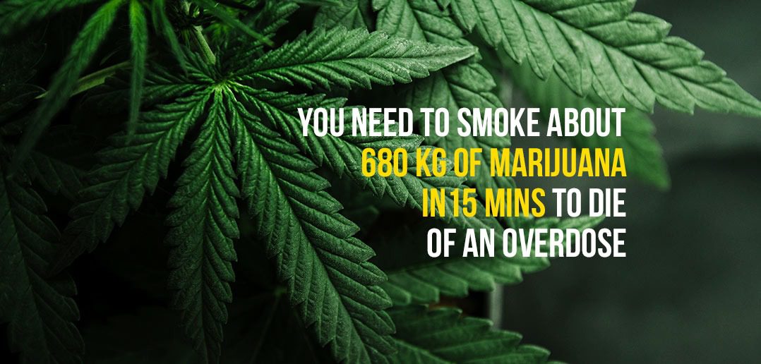 12 Interesting Facts About Marijuana That We Bet You Didn’t Know