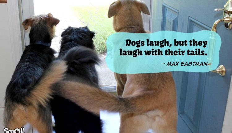 Dog Quotes 3