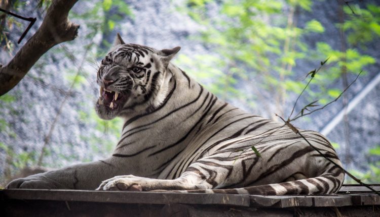 Arignar_Anna_Zoological_Park-20-most-beautiful-tourist-places-to-visit-in-chennai