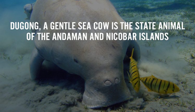 Interesting-Facts-about-Andaman-and-Nicobar-Islands-featured